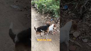 Street Male Female Dog Playing on Road pets streetdog usadogs doglovers petlover [upl. by Bagger]