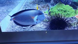 Acanthurus sohal vs Seeigel [upl. by Jimmie]