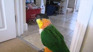 Florence the caique Talking [upl. by Costanza]