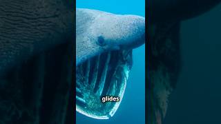 Top 5 Largest Living Ocean Creatures shorts bluewhales shark [upl. by Leelaj]