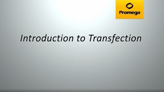 Introduction to Transfection [upl. by Gawain]