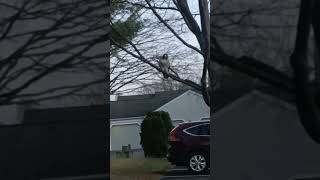 Saw A Hawk Today In Palmyra [upl. by Crowell]