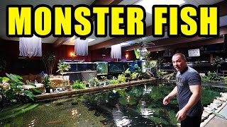 WORLDS LARGEST MONSTER FISH in home aquariums The king of DIY [upl. by Nabalas416]