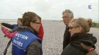 La Baie de Somme en habits dété  la colonie de phoques [upl. by Polito]