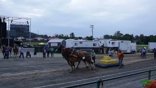 Horse Pull at State Fair of West Virginia [upl. by Manoff234]