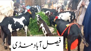 Faisalabad Bakra Mandi  New Update  FM Animals 0300669828413•12•2023 [upl. by Boland30]