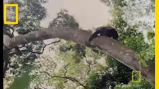 Chimps Hunting in Trees  National Geographic [upl. by Niarda]