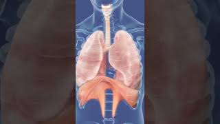 Respiratory  Regulation of Breathing Respiratory Centers Part 1 [upl. by Ennail]