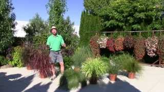 Ornamental Annual Grasses  Part 1 [upl. by Lancey]