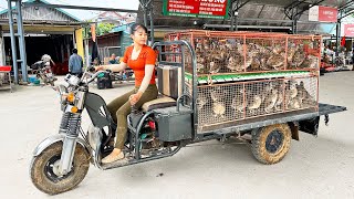 Harvesting 150 Quails Goes To The Market Sell  Buy 100 Chicks To Raise  Tiểu Vân Daily Life [upl. by Soirtemed]