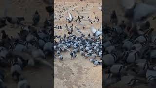 Pigeon Flock In Madina Sharif [upl. by Dao]