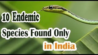 10 Endemic Species Found Only in India  Ancient Asia  Must Watch [upl. by Fontana456]