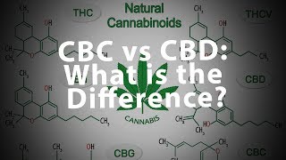 CBC vs CBD What is the Difference [upl. by Issac]