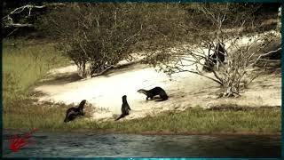 Jaguar vs Nutria gigante en tierra Amazonas [upl. by Kavanagh]