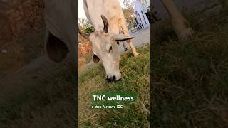 way for paradise 😱 shorts youtubeshorts tncwellness gaumata cow trending punjabi [upl. by Reld]