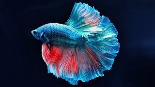 10 Secret Facts About Betta Fish [upl. by Fayth955]