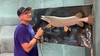 Airbrushing A 40quot Northern Pike Fish Mount [upl. by Robinette755]