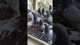 Zamanında Kendini Kanıtlamış DAMIZLIĞA HAK KAZANMIŞ Güvercinlerin Yavruları pigeon [upl. by Ydneh]