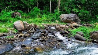 Stunning Stream Sound that Essentially Helpful for Being Peace and Been Motivated  River ASMR [upl. by Riedel125]