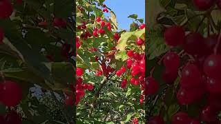 Viburnum opulus medicinalplants [upl. by Perkins]