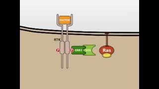 The MAP Kinase MAPK signalling pathway [upl. by Ykroc316]