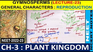 Plant Kingdom Class  11  Gymnosperms  Reproduction in detail  Lecture 23  NEET2022 amp 2023 [upl. by Vincentia]