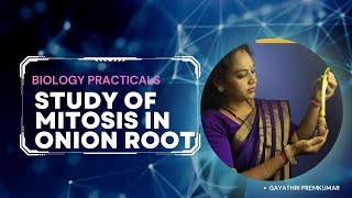 STUDY OF MITOSIS IN ONION ROOT TIP cbse class12 biology practical ncert [upl. by Norrag]