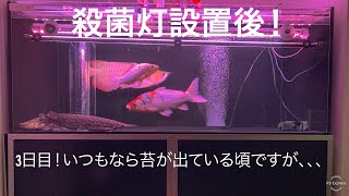 殺菌灯設置後ライト点灯3日目！アロワナ水槽の苔の状態を確認！熱帯魚 アクアリウム arowana [upl. by Russell682]