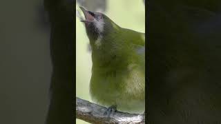 Bellbird Song  New Zealand  Lindblad Expeditions [upl. by Erasme]