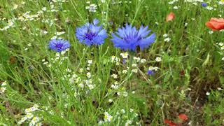 Die blaue Kornblume CyanusSegetumHill LoveNature BlaueBlume Blumenwiese [upl. by Claud]