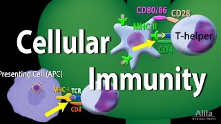 Cellular Immunity  Adaptive Immunity part 1 Animation [upl. by Newo775]