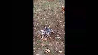 Merle American Bully Vs Merle English bulldog [upl. by Lilias]