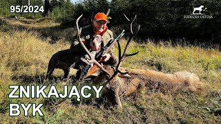 Znikający byk  Polowanie POV  szukanie byka  SUDECKA OSTOJA 952024 STAG HUNTING DEER [upl. by Jeritah]