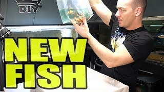 RIDICULOUS NEW FISH ORDER [upl. by Hirsh]