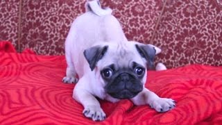 Puppies Barking Compilation  Cute Dog Barking Videos NEW [upl. by Brenk]