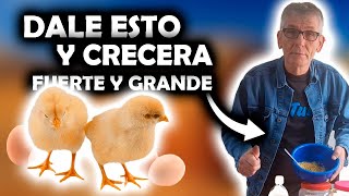 Como hacer mejor comida ALIMENTO para pollitos recien nacidos pollos crecen mas rapido [upl. by Peale]