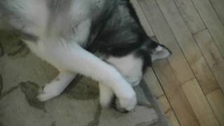 Siberian Husky Bad Dog Shiloh ate a Cookie Guilty Dog [upl. by Onifled485]