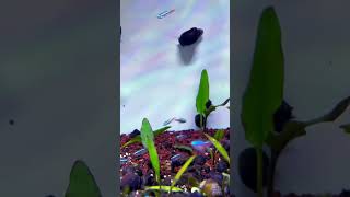 Ikan neon tetra aquascape [upl. by Yeliab]