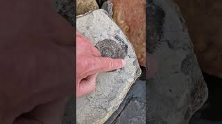 Ammonite fossil looks engraved in the stone 🪨🌀 fossilhunting fossils shorts coast rock sea [upl. by Borg]