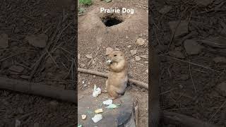 Prairie Dog prairiedogs foryou animals [upl. by Mooney839]