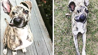 Dog With a Deformed Face Was Scheduled to Be Put Down but a Vet Saved His Life [upl. by Kenton819]