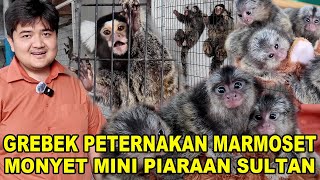 Grebek Peternakan Monyet Mini Piaraan Level Sultan  Marmoset [upl. by Ariaz]