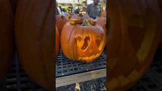 Pumpkin patch 🎃Anihayoutubeshorts shorts youtube usa pumpkin cravings usateluguvlogs [upl. by Emor]