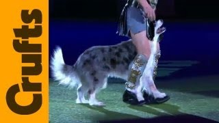 Heelwork to Music  Freestyle International  1st Place  Crufts 2012 [upl. by Eecats]