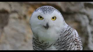 Snowy Owl Bubo Scandiacus Is A Large White Owl Of The True Owl Family [upl. by Aeresed]