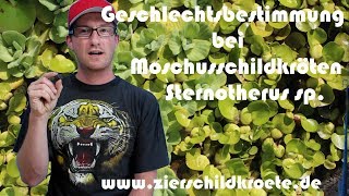 Geschlechtsbestimmung bei Moschusschildkröten Wasserschildkröten [upl. by Enreval466]