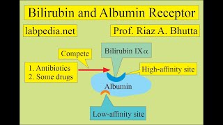 Bilirubin metabolism by labpedianet Prof Riaz A Bhutta Urdu Hindi [upl. by Naujahs]