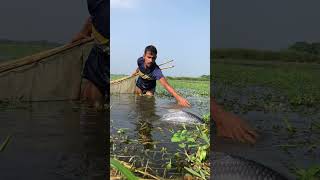 Village fishing video 2024 [upl. by Ikilisav]