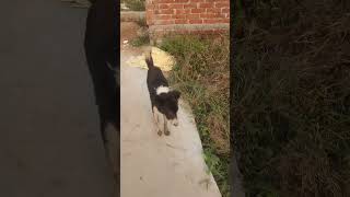 Kutta ka new video kutta Ne Lakhon bhi Bulane ka Kiya Elaan vyrloriginals jassmanak viralsong [upl. by Nolyk]