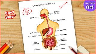 Human Digestive system Diagram Drawing  easy science project making  step by step [upl. by Aran532]